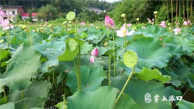 藕尖长在哪里_种植藕尖技术_藕尖是怎么长的