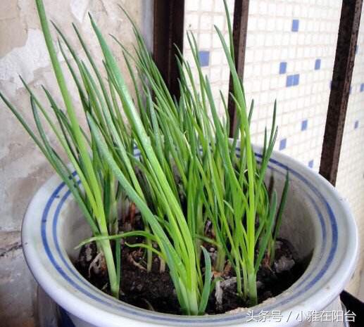 阳台种植红葱头技术要求_阳台种植红葱头技术视频_阳台红葱头的种植技术