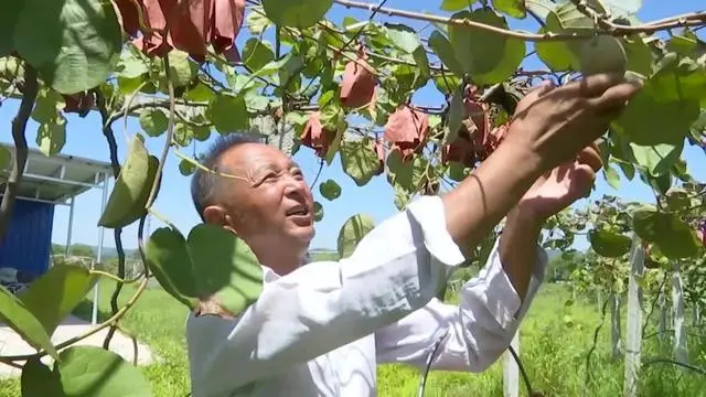 藕尖怎么种植技术_种植藕尖技术_尖藕种植技术视频