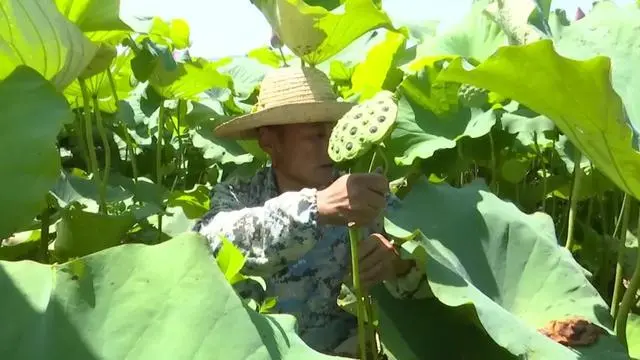 藕尖怎么种植技术_尖藕种植技术视频_种植藕尖技术