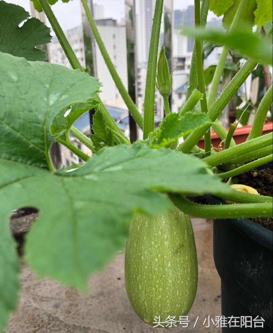 阳台红葱头的种植技术_阳台种红葱头掐叶子还能发吗_阳台种植红葱头技术视频