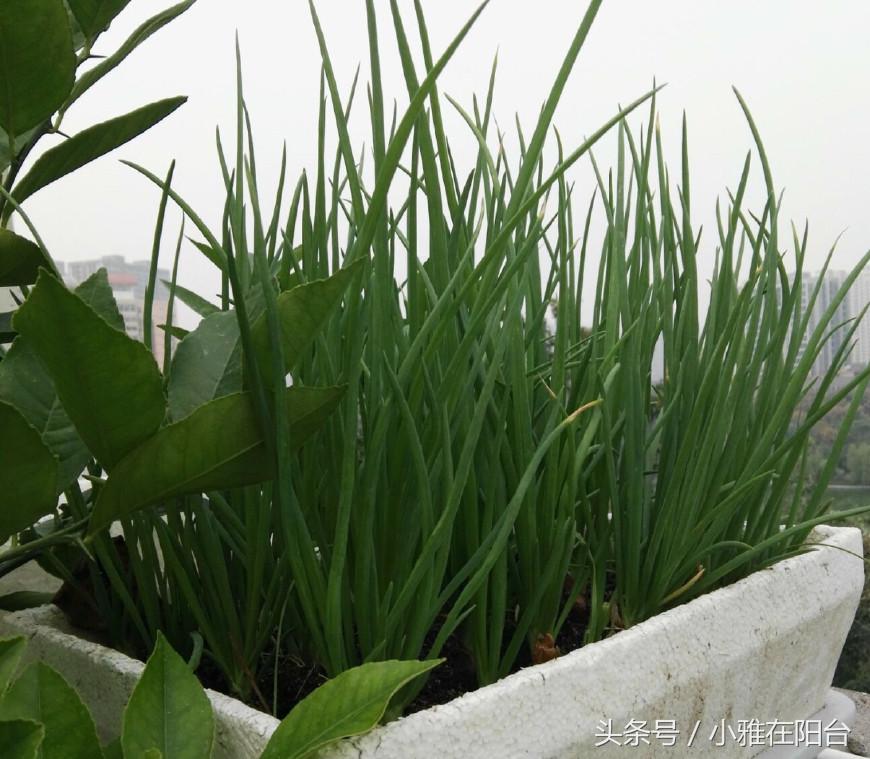 阳台种植红葱头技术视频_阳台红葱头的种植技术_阳台种红葱头掐叶子还能发吗