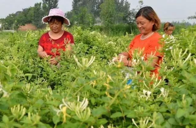 致富种植什么比较赚大钱_种植什么致富好_致富好项目种植