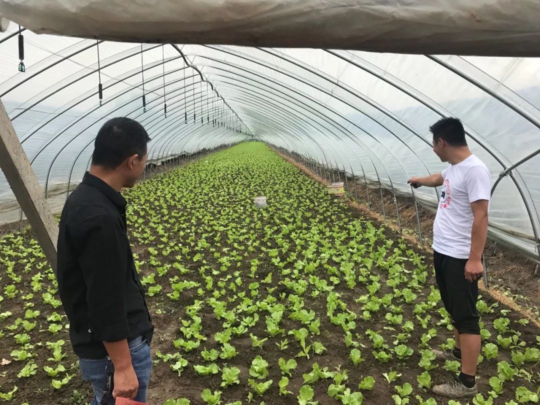 大棚蔬菜出问题，90后资深种植达人来支招