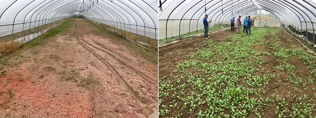 大棚水藤菜种植技术_大棚藤菜种植技术_藤藤菜大棚种植