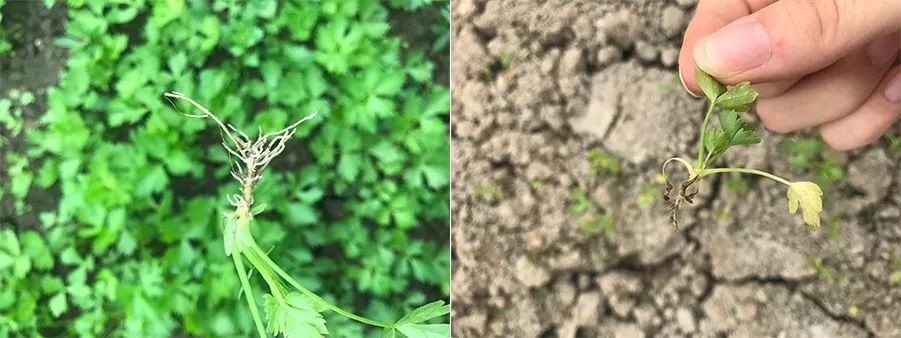 大棚藤菜种植技术_大棚水藤菜种植技术_藤藤菜大棚种植