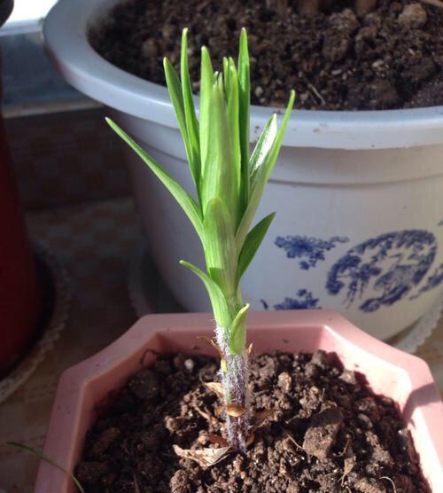 阳台怎样种植红葱头_阳台种植红葱头技术要求_阳台红葱头的种植技术