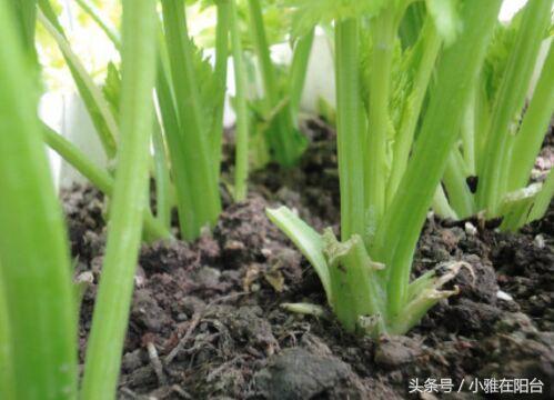 阳台红葱头的种植技术_阳台种植红葱头技术要点_阳台怎样种植红葱头