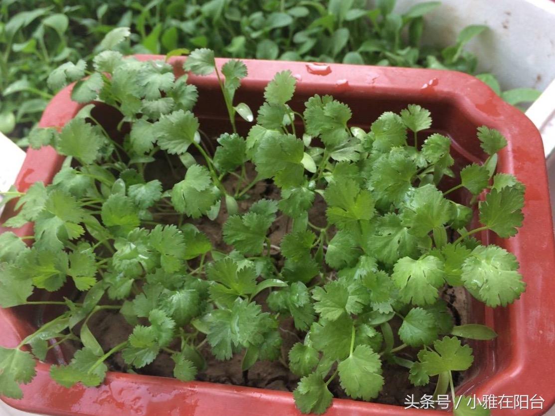 阳台怎样种植红葱头_阳台种植红葱头技术要点_阳台红葱头的种植技术