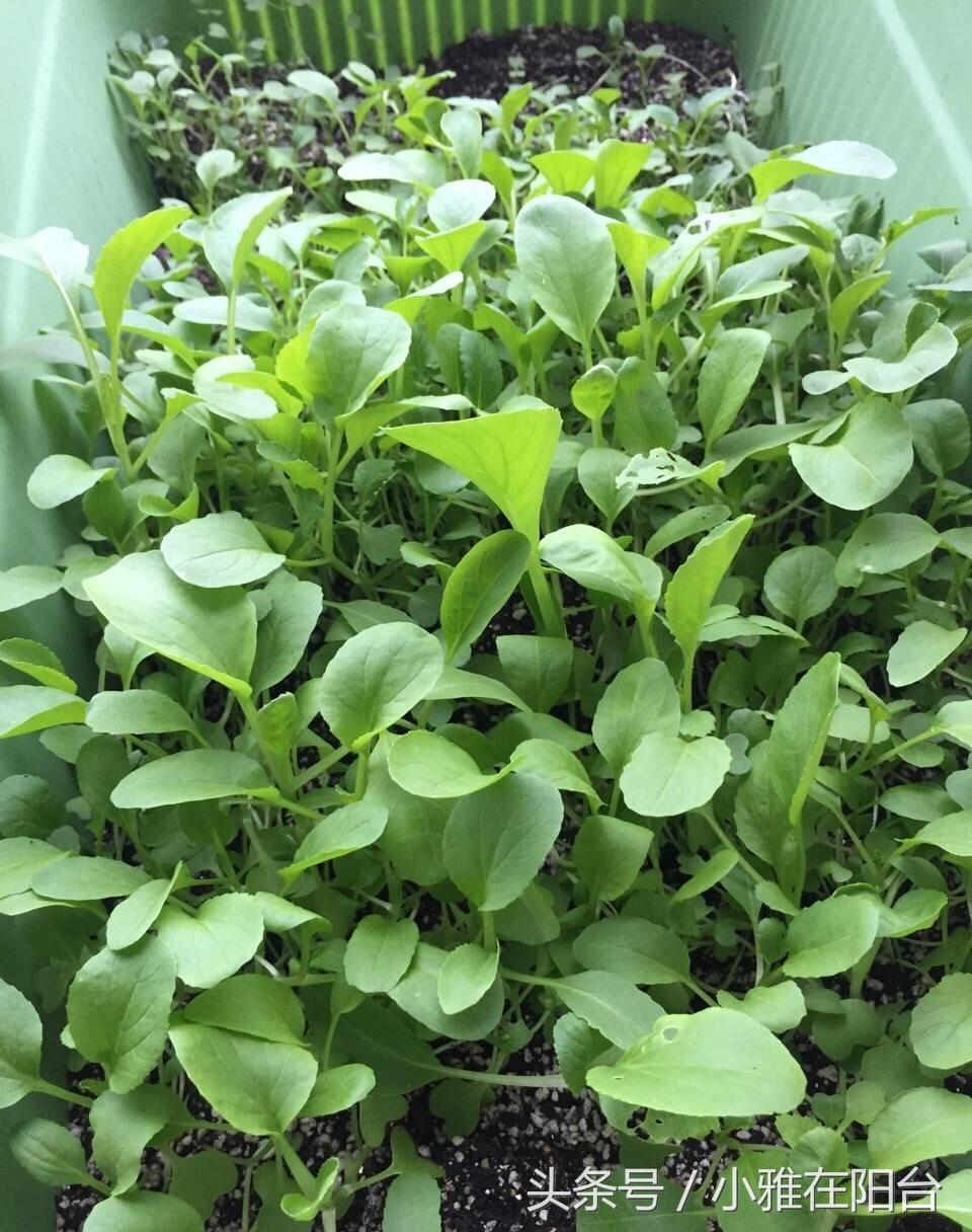 阳台种植红葱头技术要点_阳台怎样种植红葱头_阳台红葱头的种植技术