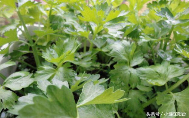 阳台种植红葱头技术要点_阳台红葱头的种植技术_阳台怎样种植红葱头