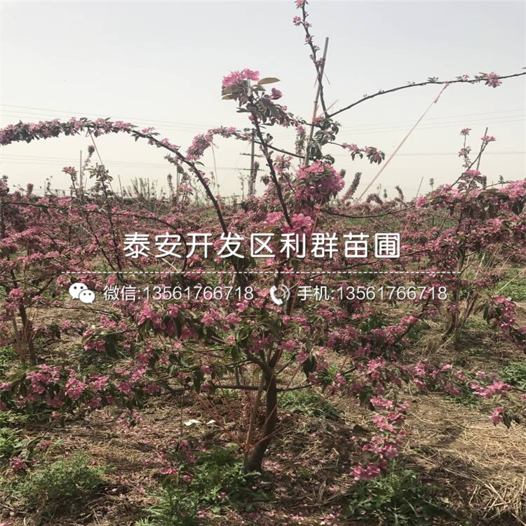 华玉苹果苗种植技术