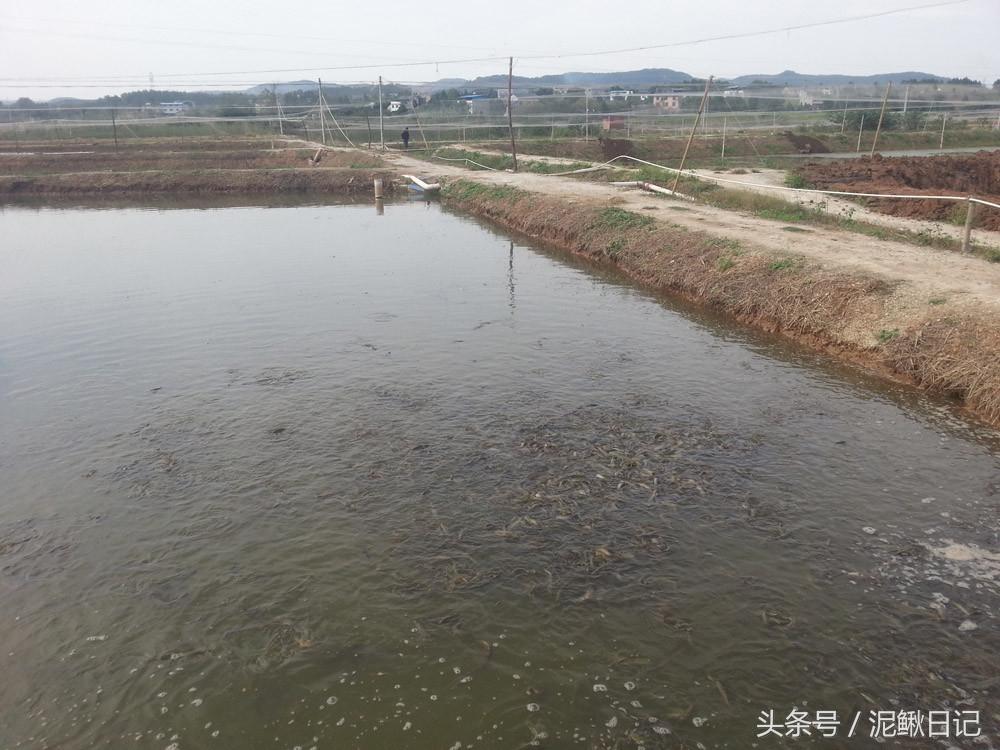 泥鳅养殖技术盆养法_如何养植泥鳅_室内盆养泥鳅技术