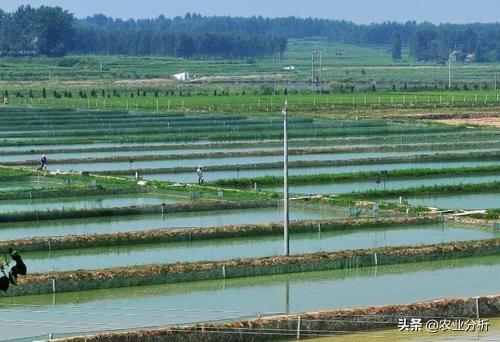 家里盆养泥鳅怎么养_室内盆养泥鳅技术_泥鳅养殖技术盆养法