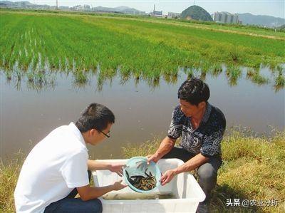 家里盆养泥鳅怎么养_室内盆养泥鳅技术_泥鳅养殖技术盆养法