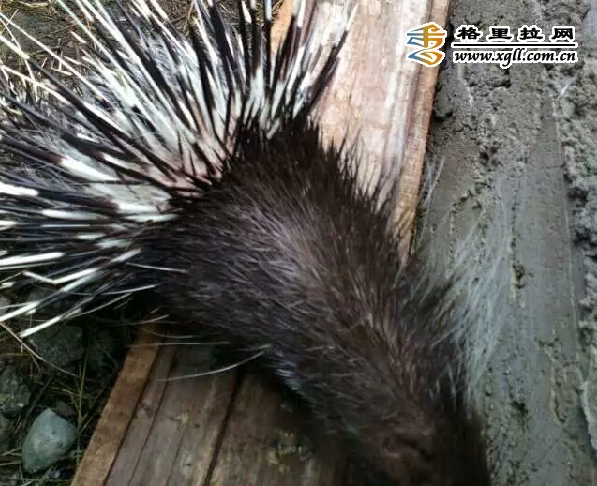 家养野鸡视频_致富经视频养野鸡_养野鸡视频道