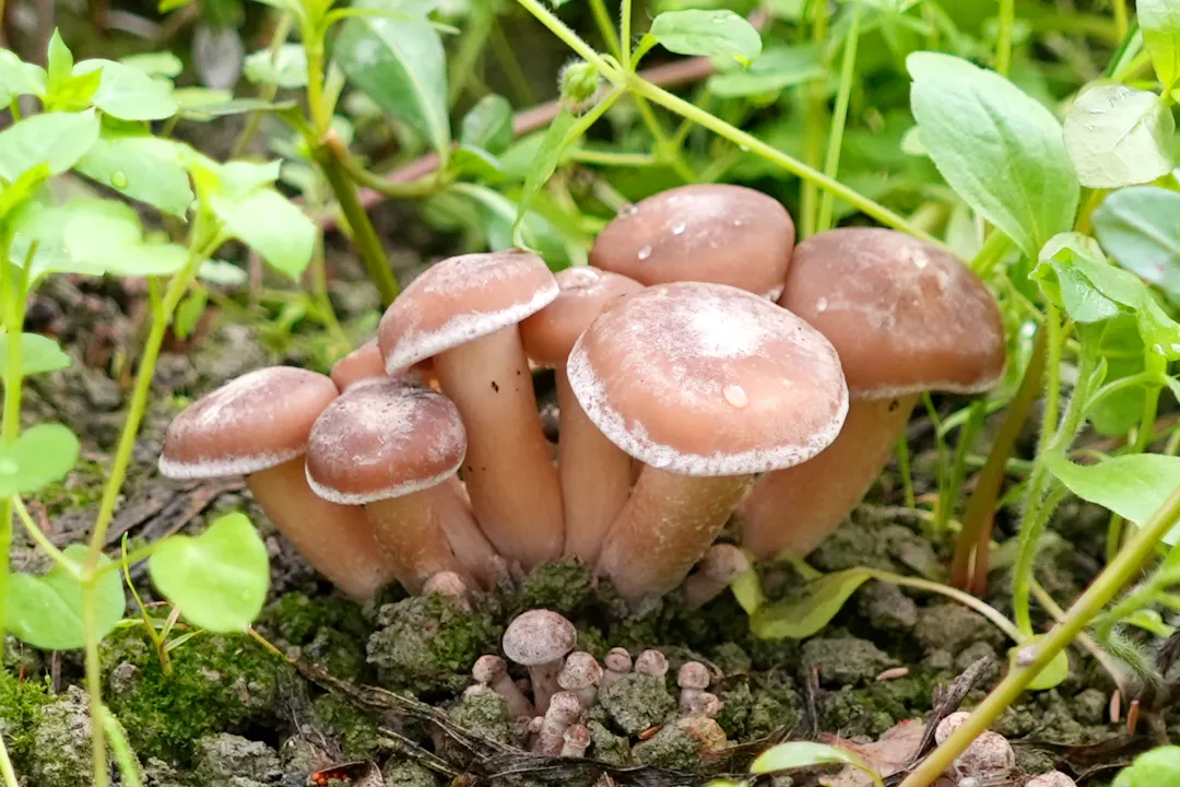 蘑菇配料种植方法技术要点_蘑菇配料种植方法技术视频_蘑菇种植技术的配料方法