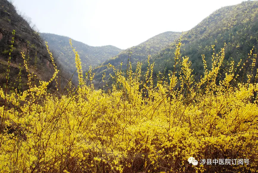 《野外药用植物辨识》：今日——连翘