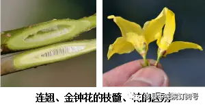 荆芥穗亩产量_荆芥种植技术及亩收益_荆芥穗种植致富