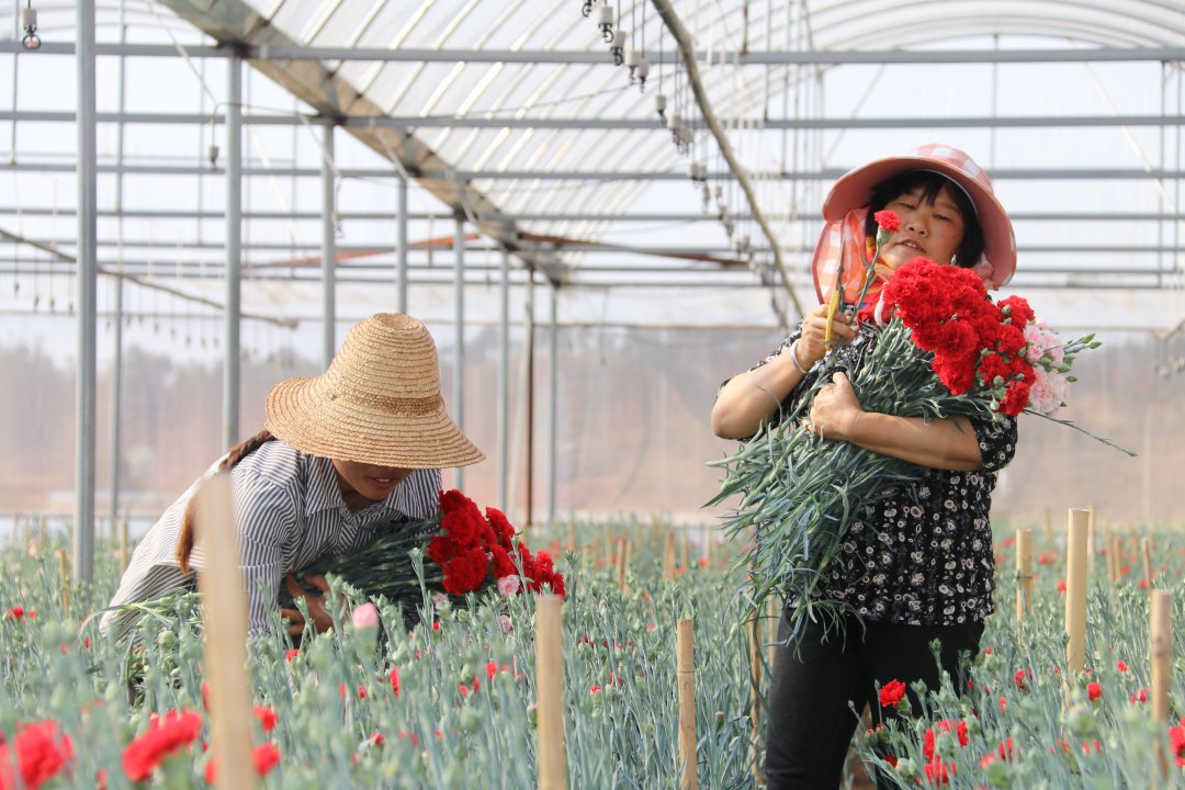 花卉种植面积达1.7万亩，玉溪江川 “美丽经济”绚丽绽放