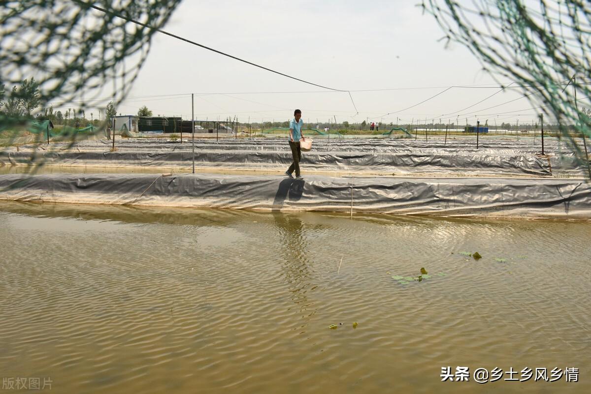 泥鳅养殖技术盆养法_如何养植泥鳅_家庭盆养泥鳅养殖技术