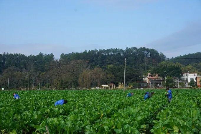 新春走基层（19）| “冬闲田”变“黄金田”！连州菜心产业让5万名农民就近就业