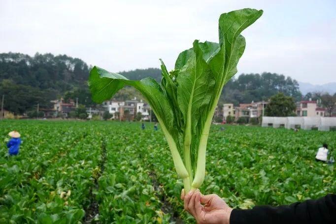 广西菜心种植技术视频_广东菜心种植_广东菜心种植技术视频