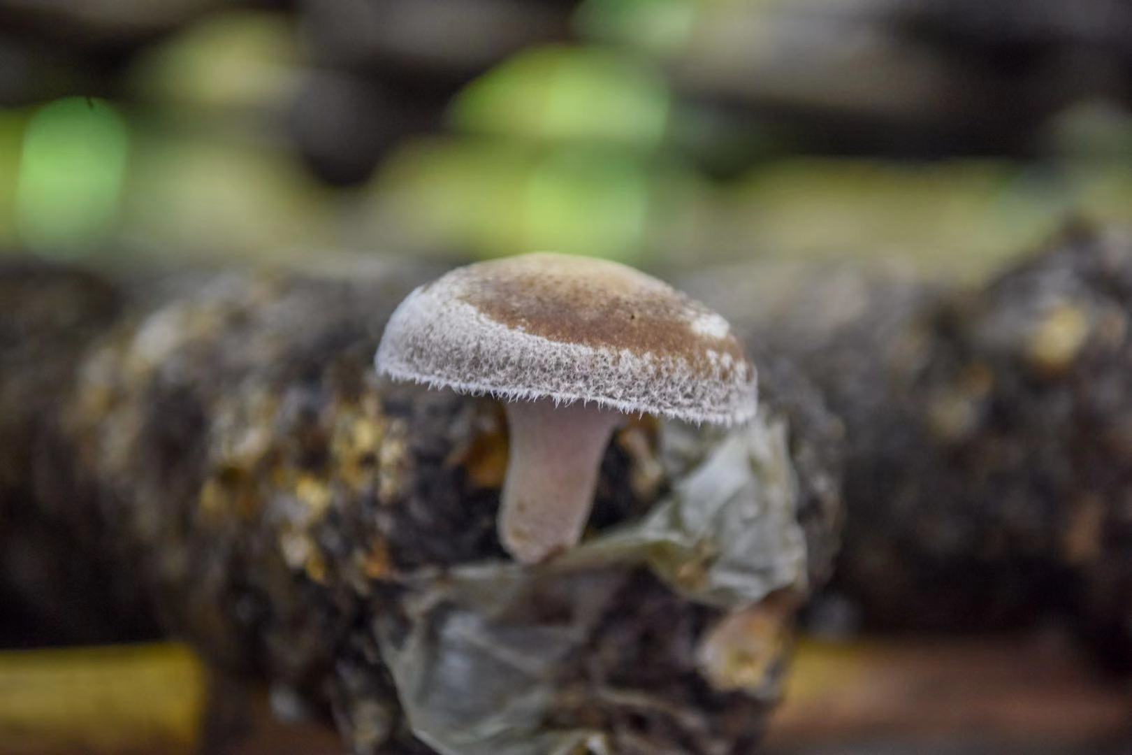 种香菇赚钱吗辛不辛苦_香菇种植致富能手_香菇种植能挣钱吗