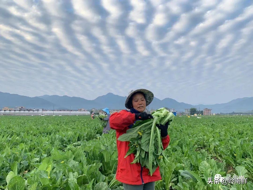 广西菜心种子_广西菜心种植技术视频_广西菜心种植季节