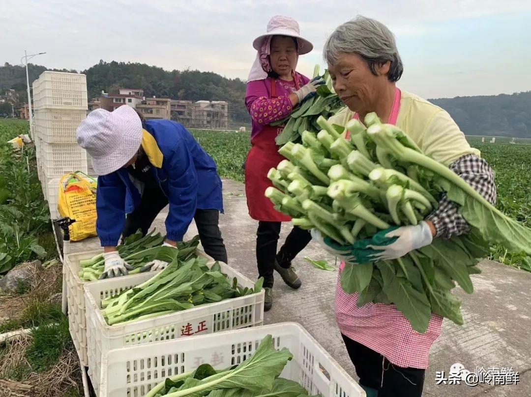 广西菜心种子_广西菜心种植季节_广西菜心种植技术视频