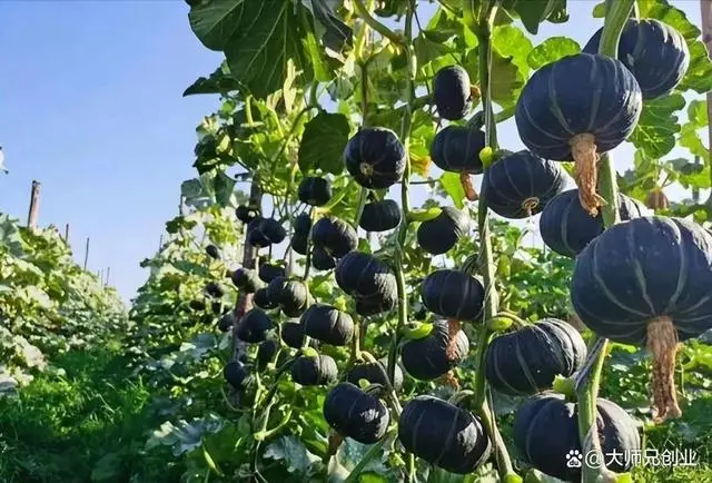 致富种植项目元素有哪些_种植致富新项目_18元种植致富项目