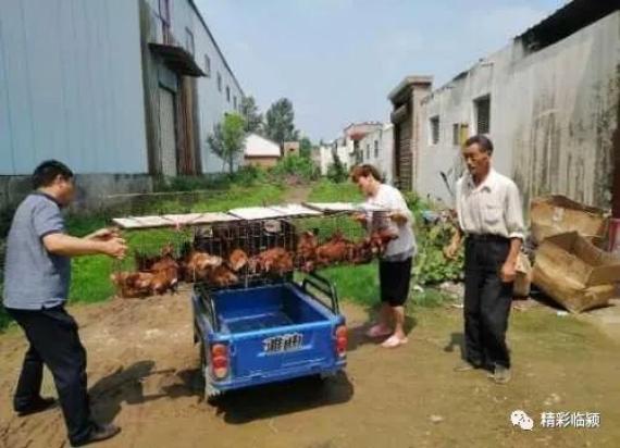 致富经散养鸡苏珍芳_致富经散养蛋鸡视频_致富经散养土鸡