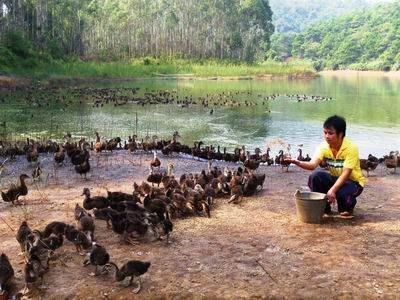 南宁小伙子回家乡养芝麻鸭，敲开致富之门