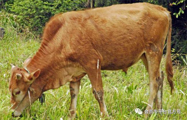 养殖肉牛技术要点_肉用牛养殖技术_肉牛养殖主推技术