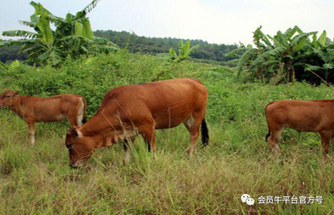 肉牛养殖主推技术_养殖肉牛技术要点_肉用牛养殖技术