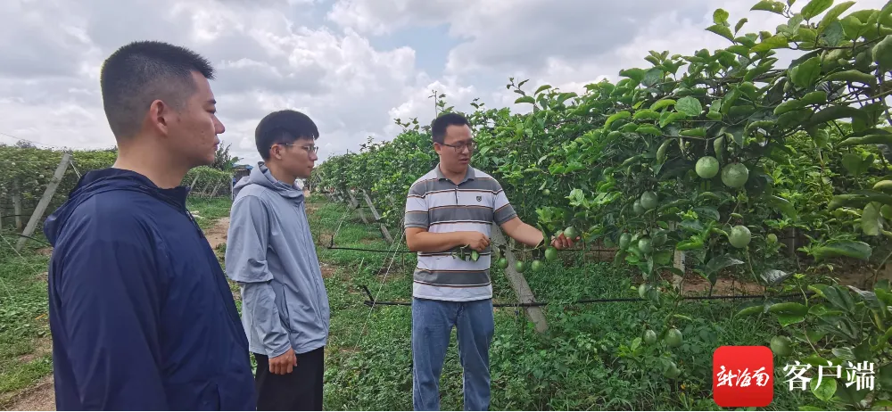 海南种植什么不愁销路_海南种植致富经_海南种植业前景