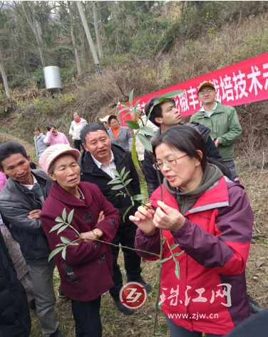 花椒种植技术大全_关于花椒种植技术_花椒种植技术视频