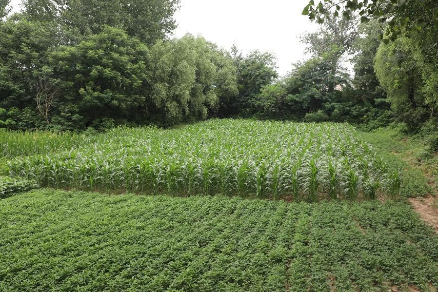 小米种植致富_种植小米的利润_小米种植效益