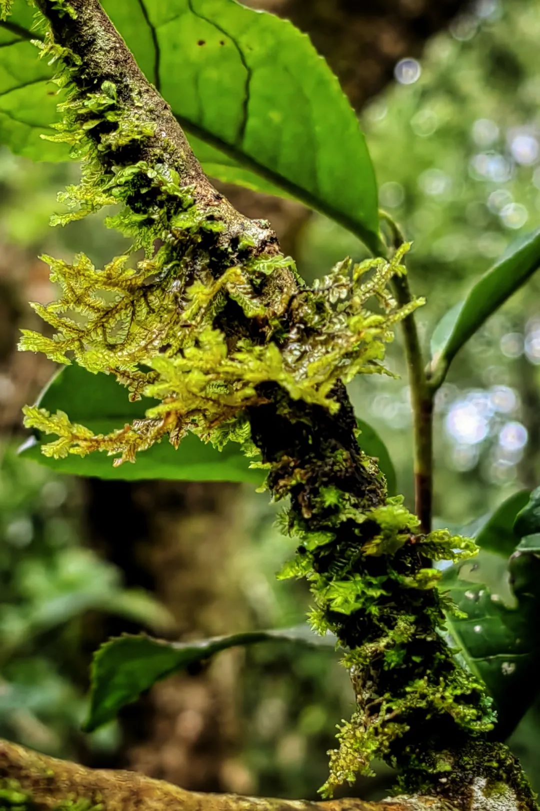 山兰花种植技术_兰花种植技术视频教程_兰花种植教程