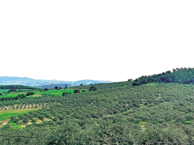 千亩沙棘落地生根 树植荒山“点绿成金”——阿荣旗复兴镇积极探索兼具生态效益与农民增收致富的双赢之路