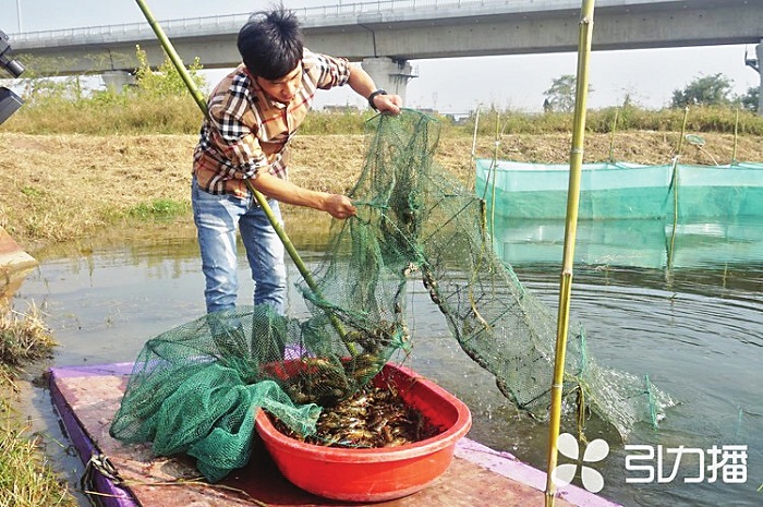 致富龙虾养殖基地在哪_致富经养殖龙虾_致富经龙虾养殖技术视频