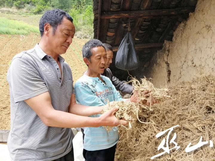 三溪乡：数十万斤前胡滞销 多方努力破难题