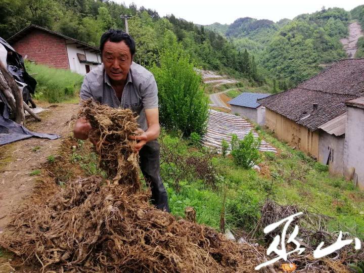 种植前胡多久可以收获_前胡种植致富_种植致富新项目