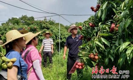 中国热科院荔枝龙眼研究团队攻克无核荔枝种植技术重大难题