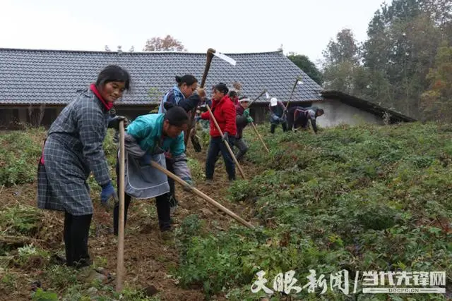 绥阳县茅垭镇：发展特色中药材 绘就致富新路径