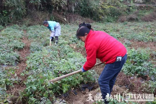 致富种植视频全集_前胡种植致富_种植致富新项目