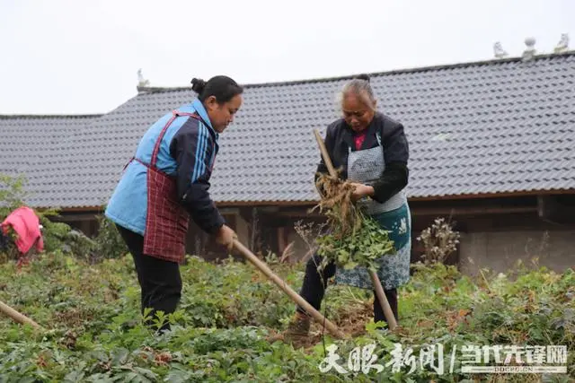 种植致富新项目_致富种植视频全集_前胡种植致富