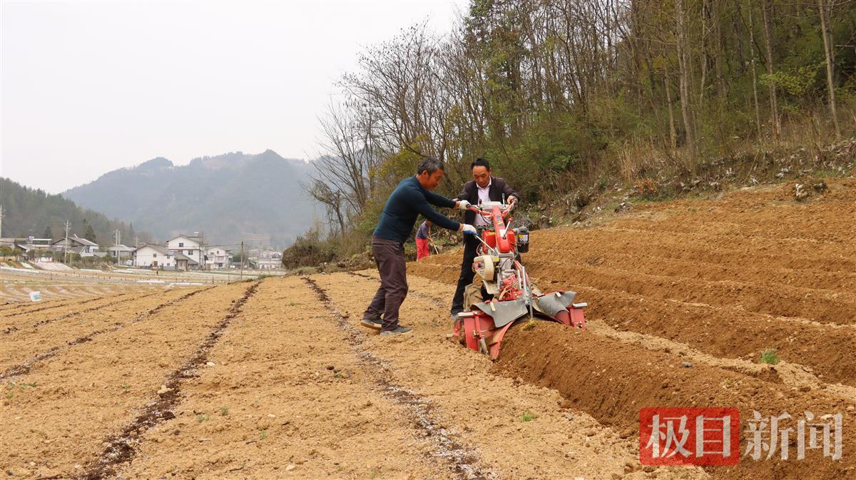 技术人员在田间指导烟农起垄.jpg