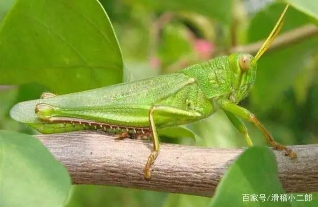 山东蚂蚱养殖基地_山东蚂蚱养殖技术_山东蚂蚱养殖现状