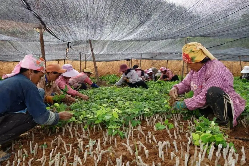 葛根怎么种植,葛根怎么种植技术视频